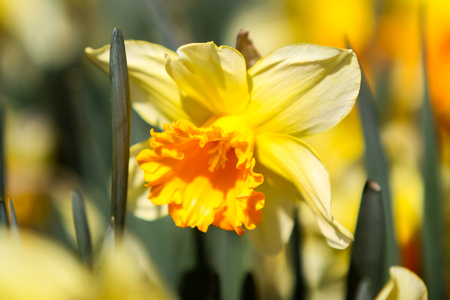 Close view of the flower of a daffodilの写真素材