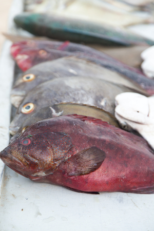 Close view of the fish on the market