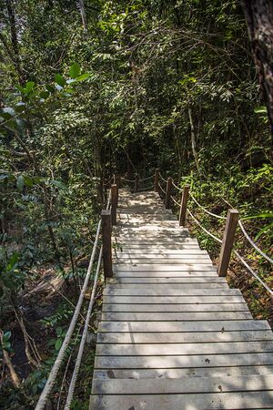 Wooden pathway in the forest in Thailand