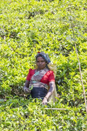 NUWARA, SRI LANKA - JANUARY 26, 2014: Unidentified woman working on the tea plantation in Nuwara, Sri Lanka. Sri Lanka is the world's fourth largest producer of tea.のeditorial素材