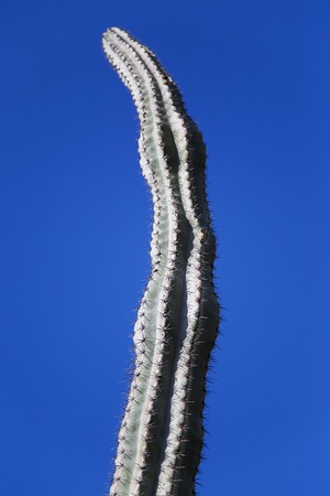 Close view of the cactus plant in natureの写真素材