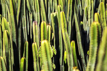 Close view of the cactus plant in natureの写真素材