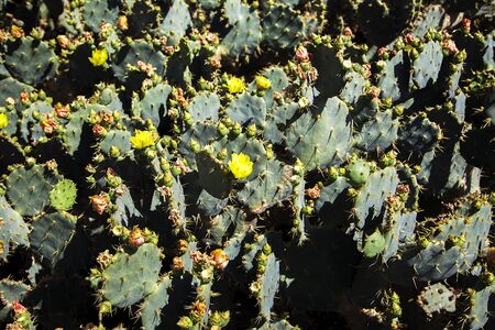 Close view of the cactus plant in natureの写真素材