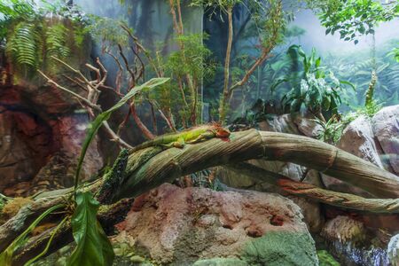 GENOA, ITALY - JUNE 2, 2015: Tropical rain forest at Genoa aquarium. The Aquarium of Genoa is the largest aquarium in Italy and among the largest in Europe.のeditorial素材