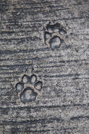 Closeup of the feline footprints dried in a concreteの写真素材