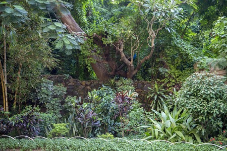 View at wild peacock in Mumbai, Indiaの写真素材