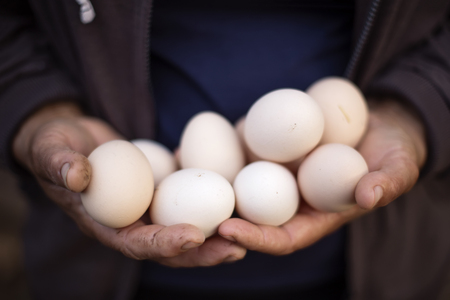 Farmer holding fresh eggs from his own farm