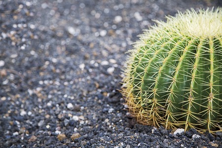 Closeup detail of the desert cactusの写真素材