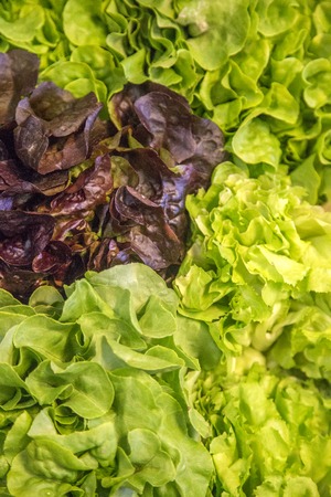 Fresh saladの写真素材