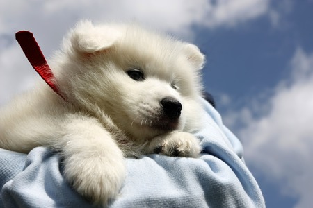 Cute white puppy