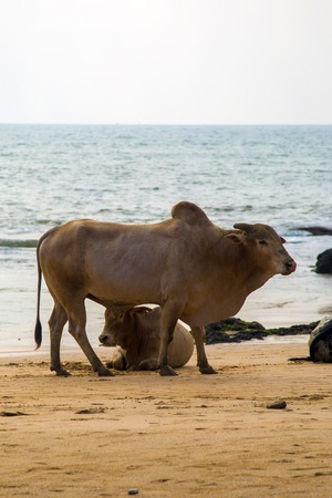 Cows on the Anjuna beach at Goa, Indiaの写真素材