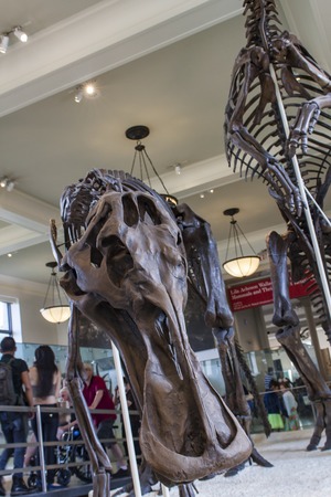 NEW YORK, USA - AUGUST 1, 2016: Anatotitan copei from American Museum of Natural History in New...