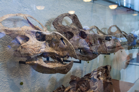 NEW YORK, USA - AUGUST 1, 2016: Detail from American Museum of Natural History in New York. Museum is established at 1869 and today is one of the largest museums in the world.のeditorial素材