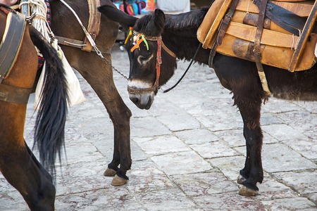 Small horses are loaded with cargo in the portの写真素材