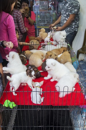 BANGKOK, THAILAND - FEBRURY 14, 2016: Unidentified people selling puppies at Bangkok, Thailand. Bangkok is the capital and most populous city of Thailand.のeditorial素材