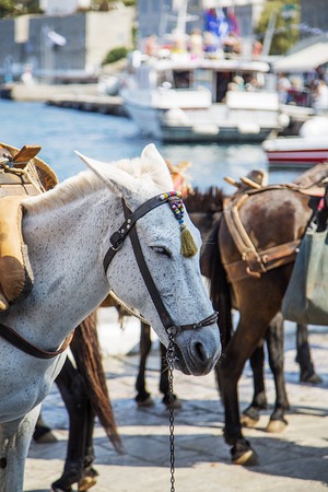Small horses are loaded with cargo in the portの写真素材