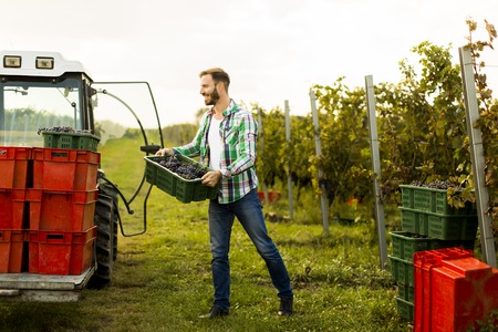 Young man harvesting red grapes in vineyardの写真素材