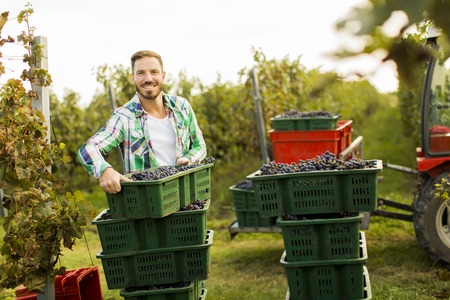 Young man harvesting red grapes in vineyardの写真素材