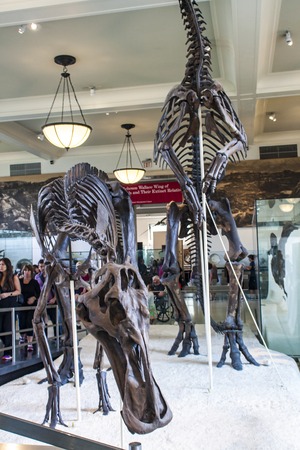 NEW YORK, USA - AUGUST 1, 2016: Anatotitan copei from American Museum of Natural History in New York. Museum is established at 1869 and today is one of the largest museums in the world.のeditorial素材