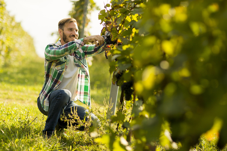 Harvester cutting bunch of grapes in vineyard rowsの写真素材