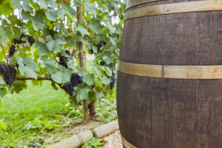 View at barrel and vine in the vineyardの写真素材