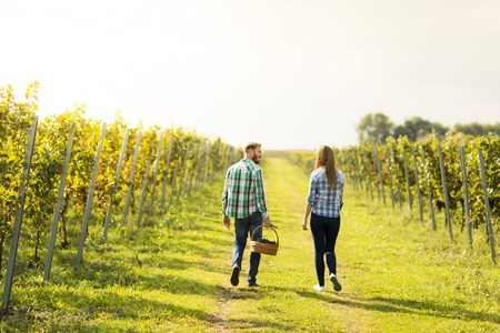 Couple of winegrowers walking in vineyardの写真素材