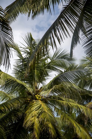 View at palm trees on the Agonda beach at Goa, India