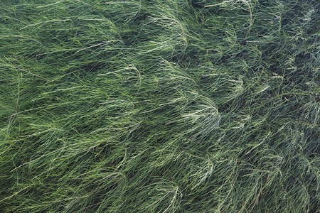 Background photo of green little plants in a bush at Ko Pha Ngan in Thailandの写真素材
