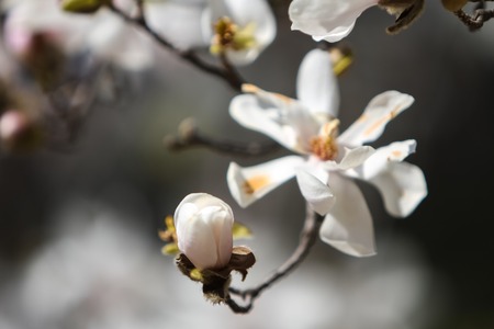 View at bloom of magnolia in the springtimeの写真素材