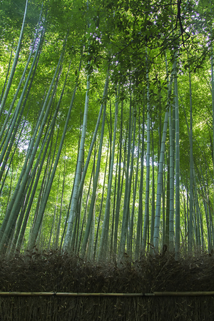 Detail of the bamboo forest in Arashiyama, Kyotoの写真素材