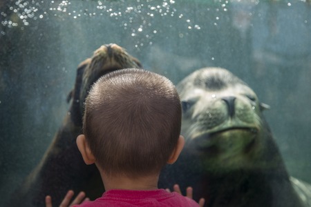 TOKYO, JAPAN - OCTOBER 12, 2016: Unidentified children with sea lion at Ueno zoo in Tokyo, Japan. It...