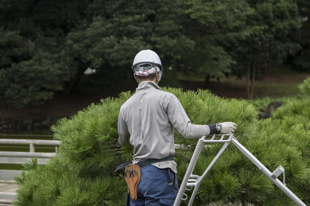 TOKYO, JAPAN - OCTOBER 3, 2016: Unidentified people doing pruning of pine trees at Hamarikyu Gardens in Tokyo. It is a public park opened April 1, 1946.のeditorial素材