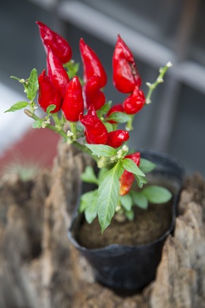 Close up view at chili peppers in a potの写真素材