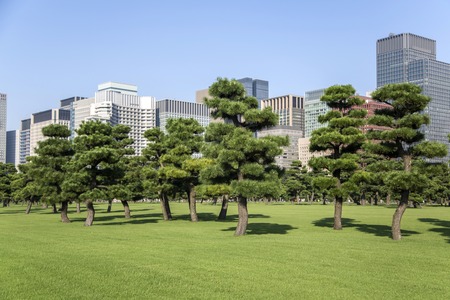 Beautiful green park garden with city view inTokyo, Japanの写真素材
