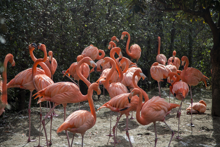TOKYO, JAPAN - OCTOBER 12, 2016: Flamingos at Ueno zoo in Tokyo, Japan. It is Japan oldest zoo, opened on March 20, 1882のeditorial素材