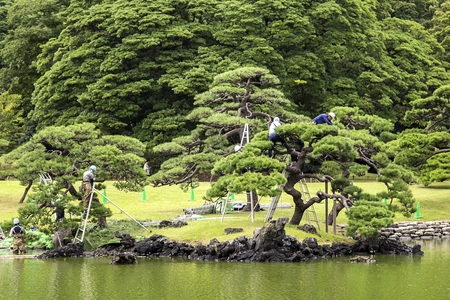 TOKYO, JAPAN - OCTOBER 3, 2016: Unidentified people doing pruning of pine trees at Hamarikyu Gardens in Tokyo. It is a public park opened April 1, 1946.のeditorial素材