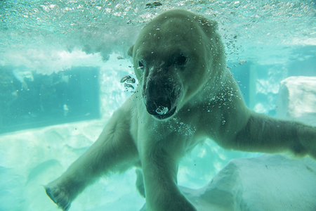 TOKYO, JAPAN - OCTOBER 12, 2016: Polar bear under water in Ueno zoo in Tokyo, Japan. It is Japan oldest zoo, opened on March 20, 1882のeditorial素材