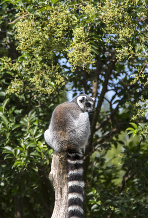 TOKYO, JAPAN - OCTOBER 12, 2016: Ring tail lemur at Ueno zoo in Tokyo, Japan. It is Japan oldest zoo, opened on March 20, 1882のeditorial素材