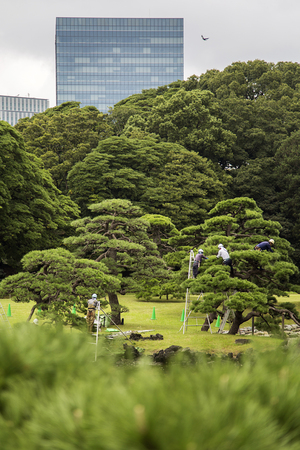 TOKYO, JAPAN - OCTOBER 3, 2016: Unidentified people doing pruning of pine trees at Hamarikyu Gardens in Tokyo. It is a public park opened April 1, 1946.のeditorial素材