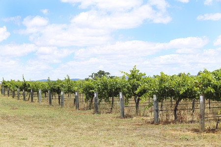Vineyard in Mudgee, Australiaの写真素材