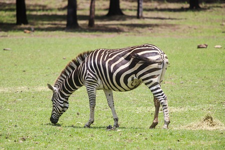 SYDNEY, AUSTRALIA - JANUARY 4, 2017: Plains zebra from Taronga zoo in Sydney. This city zoo was opened at 1916 and now have more than 4000 animalsのeditorial素材