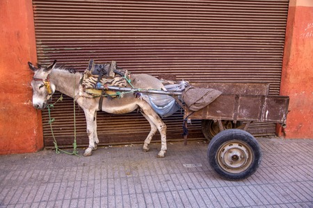 Donkey with a cargo standing by the wall in Marrakeshの写真素材