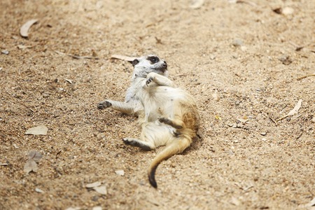 View at meerkat lying on the groundの写真素材