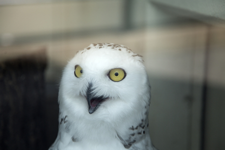 TOKYO, JAPAN - OCTOBER 12, 2016: White owl at Ueno zoo in Tokyo, Japan. It is Japan oldest zoo, opened on March 20, 1882のeditorial素材