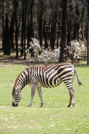 SYDNEY, AUSTRALIA - JANUARY 4, 2017: Plains zebra from Taronga zoo in Sydney. This city zoo was opened at 1916 and now have more than 4000 animalsのeditorial素材
