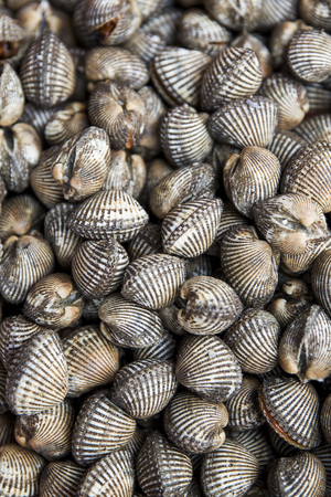 Huge piles of fresh big size clam shell from the ocean in the seafood market, Ha Long Bay in Vietnam