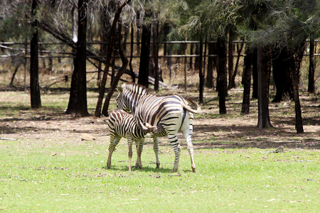 DUBBO, AUSTRALIA - JANUARY 4, 2017: Plains zebras from Taronga Western Plains Zoo in Dubbo. This city zoo was opened at 1977 and now have more than 97 species.のeditorial素材