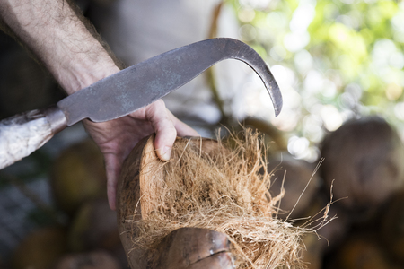Coconuts on the market in Mekong Delta, Vietnamの写真素材