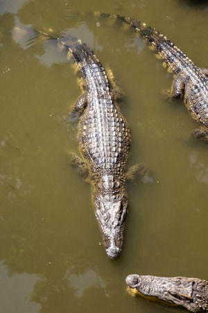View at Siamese crocodiles Mekong delta in Vietnam