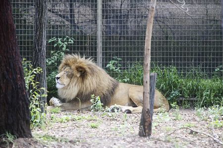 DUBBO, AUSTRALIA - JANUARY 4, 2017: Lion from Taronga Western Plains Zoo in Dubbo, Australia. This city zoo was opened at 1977 and now have more than 1000 animalsのeditorial素材